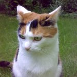 daisy-cured-hyperthyroid-cat